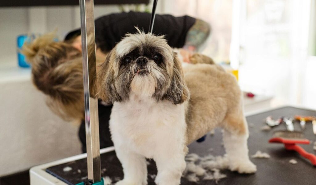 Shih Tzu getting groomed at a salon.