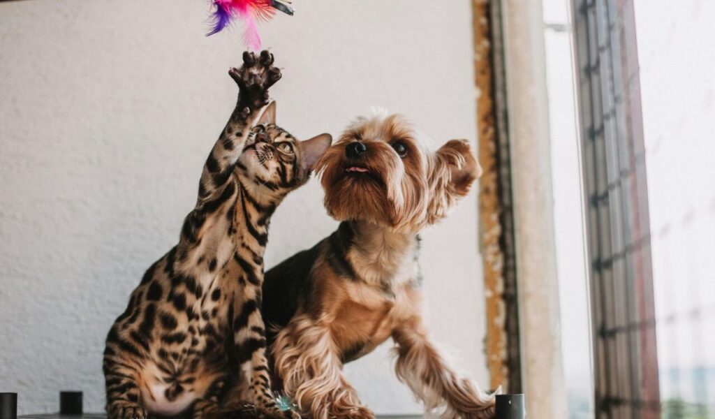 Bengal cat and dog playing.