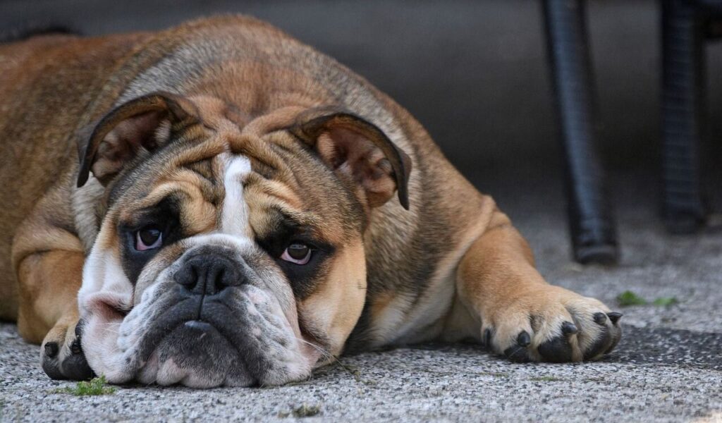 bulldog lying on pavement