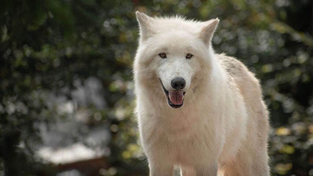 A majestic white wolf with a piercing gaze, standing against a blurred natural backdrop.