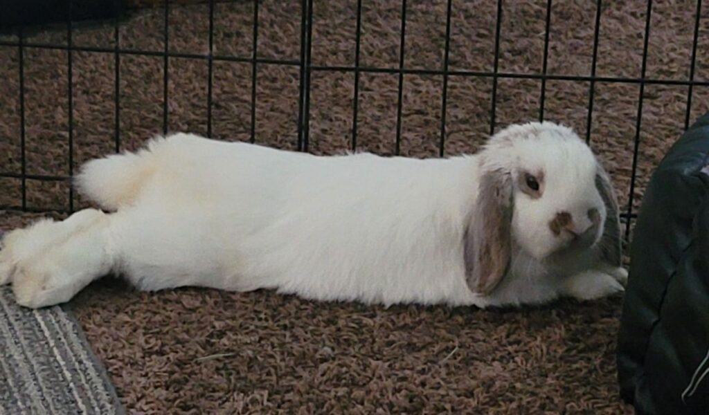 Holland Lop rabbit