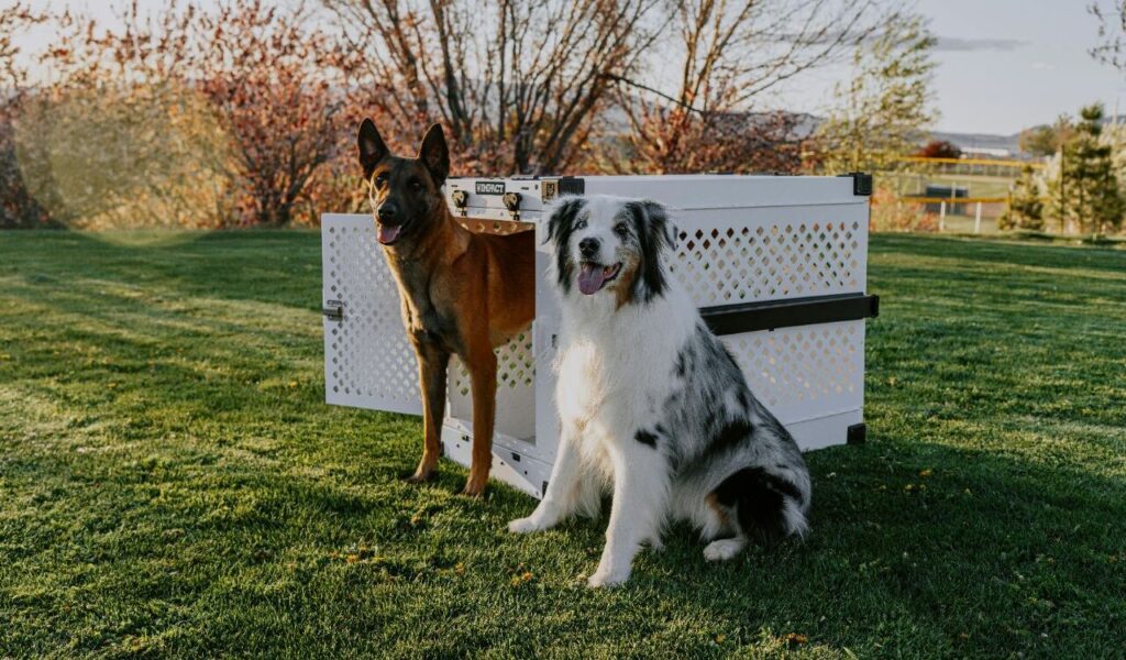 Two dogs standing next to a dog crate outdoors.
