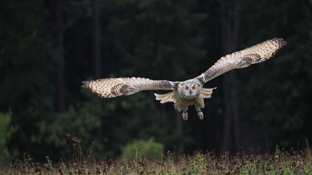 An owl in mid-flight, wings fully extended, gliding gracefully above a meadow with a dense forest backdrop.