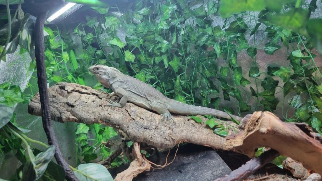 A lizard perched on a textured wooden branch inside a terrarium filled with dense artificial greenery. The background is covered with lush green leaves, creating a jungle-like environment, and soft lighting highlights the reptile's sleek gray body and long tail.