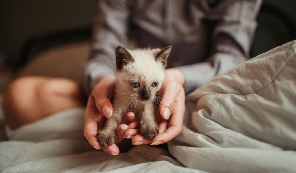 A tiny Siamese kitten with cream-colored fur, dark brown ears, paws, and tail, sitting in the gentle hands of a person. The kitten's blue eyes are wide open, and it is placed on a soft gray blanket in a cozy indoor setting.