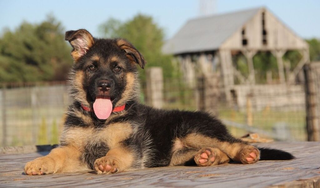 A playful German Shepherd puppy with a black and tan coat lying on a wooden surface. The puppy is wearing a red collar and has its tongue out, with a rural farm setting and a rustic barn in the background.