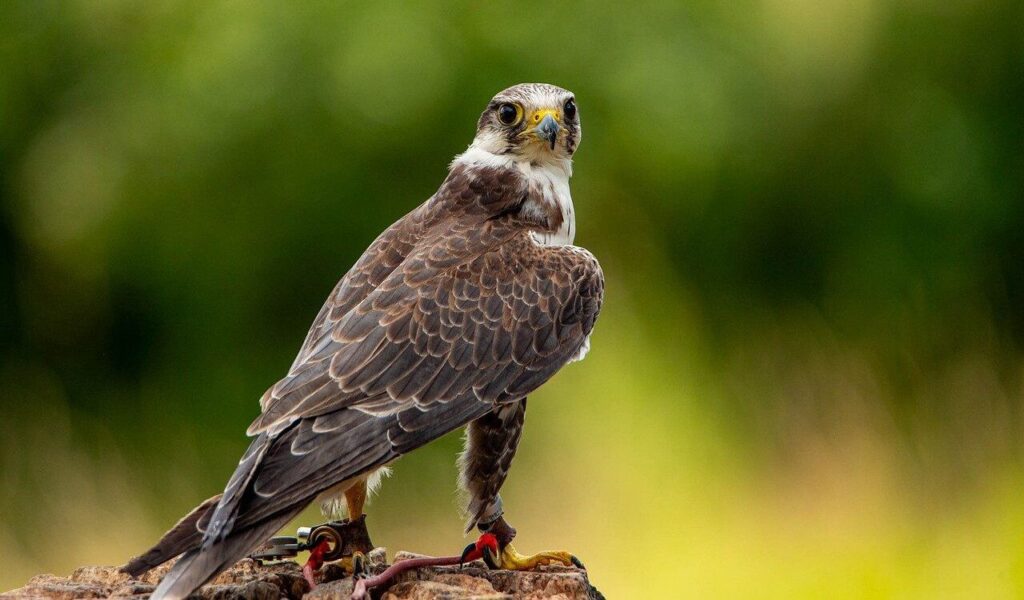 perched falcon with green background