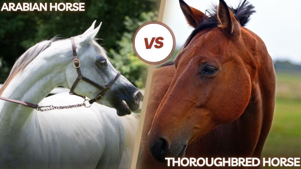 Arabian vs Thoroughbred Horse