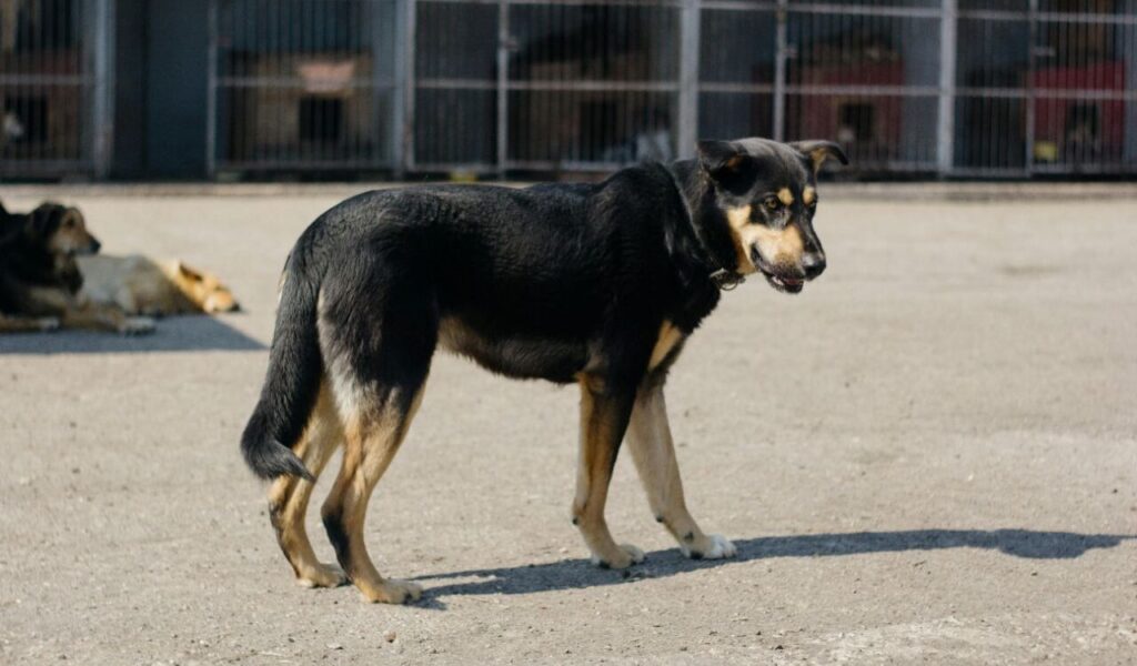 muted mixed breed dog