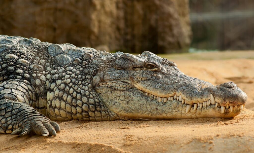 Crocodile resting on sandy terrain with its eyes slightly closed