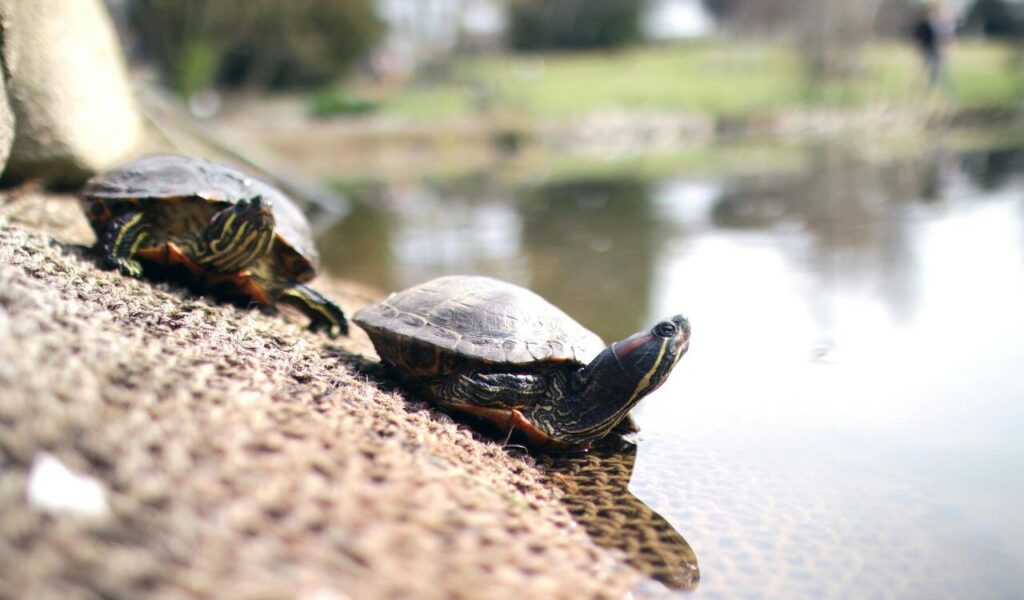 Two red-eared slider turtles near the water's edge.