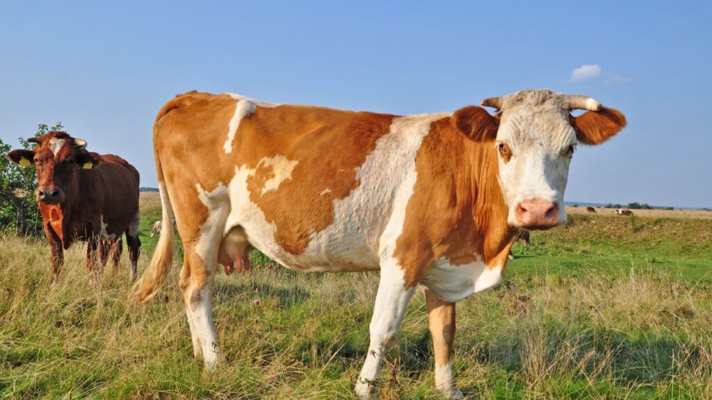 Ayrshire cow