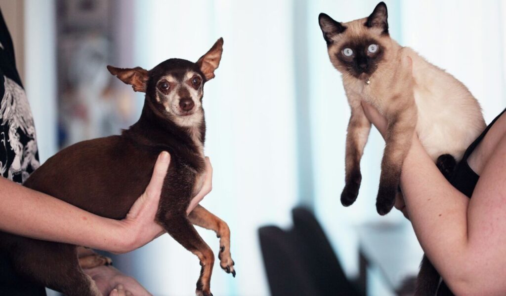 chihuahua and siamese cat being held
