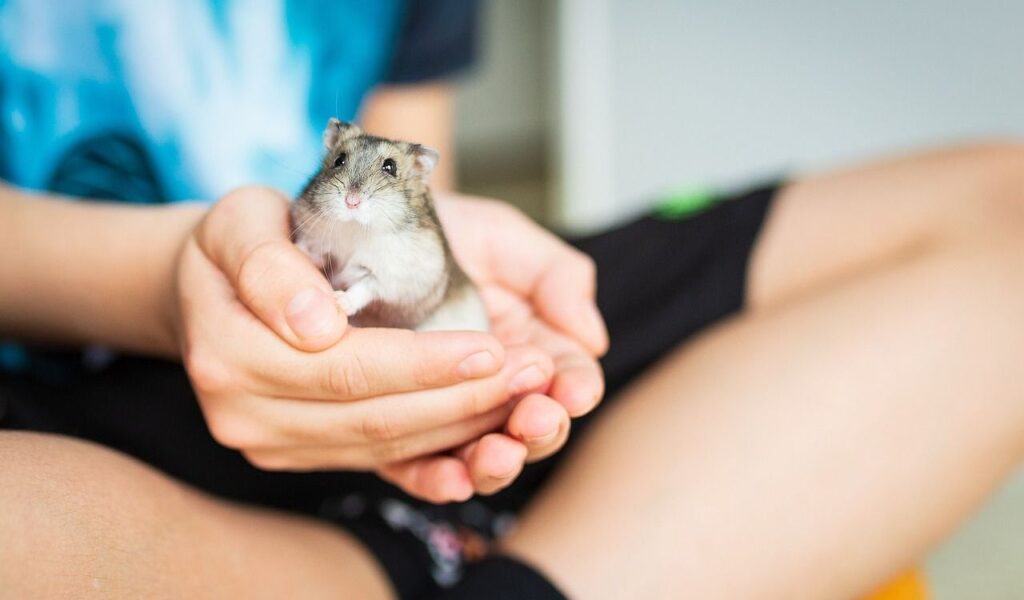 person holding a small hamster in hands