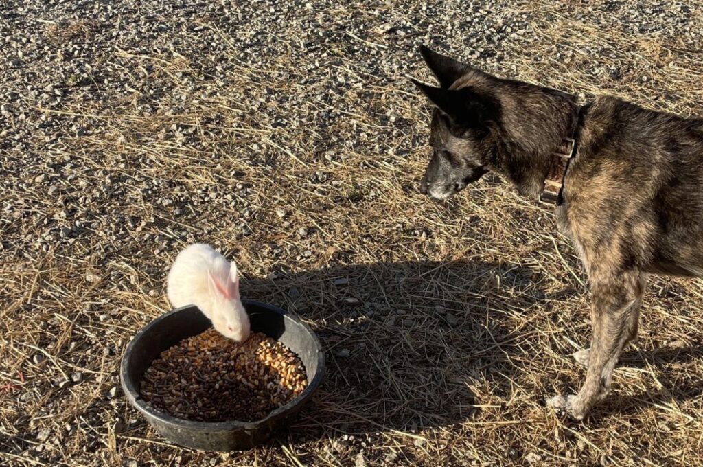 Dutch Shepherd Dog watching white rabbit eating from bowl