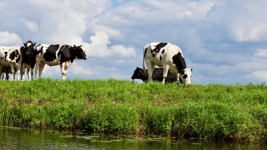 Group of cows grazing near a river under a cloudy sky.