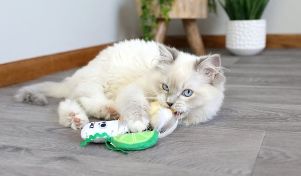 fluffy white and gray cat playing with toys on the floor