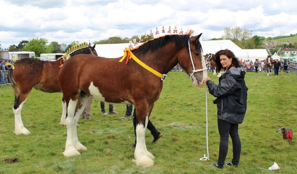 Person with a decorated horse.