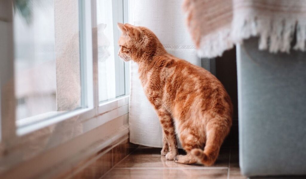 Orange cat looking out of the window.