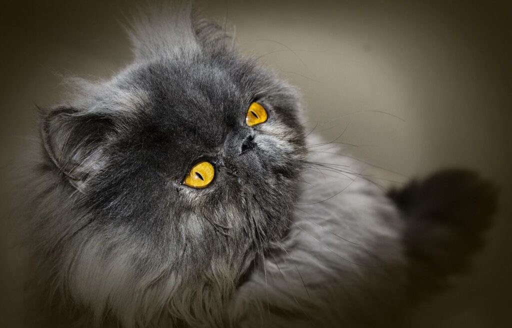 Persian cat with yellow eyes looking upwards.