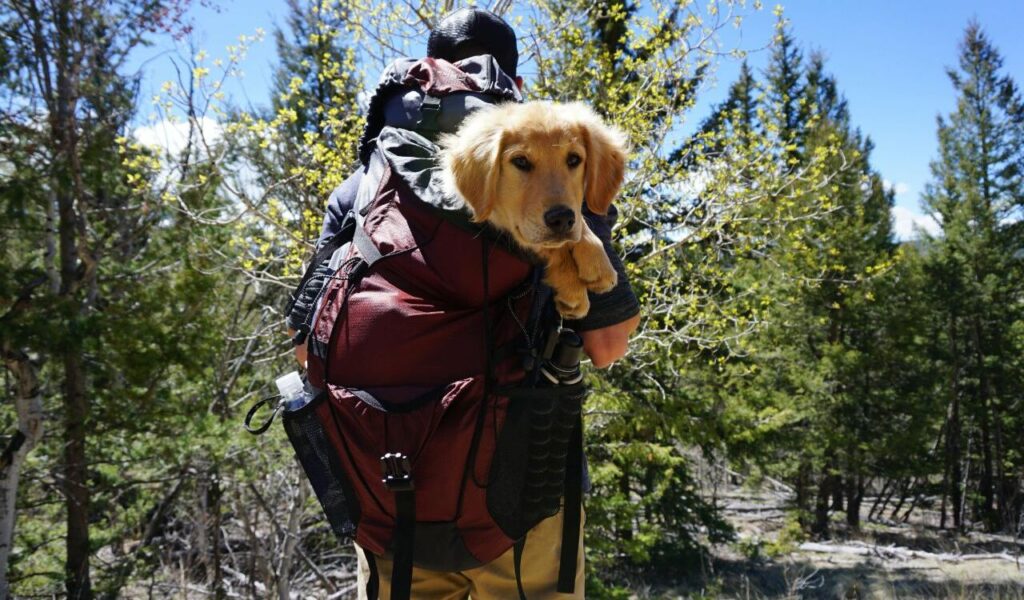 A golden retriever puppy peeks out of a red hiking backpack carried by a person in outdoor gear, surrounded by a scenic forest under a bright blue sky.