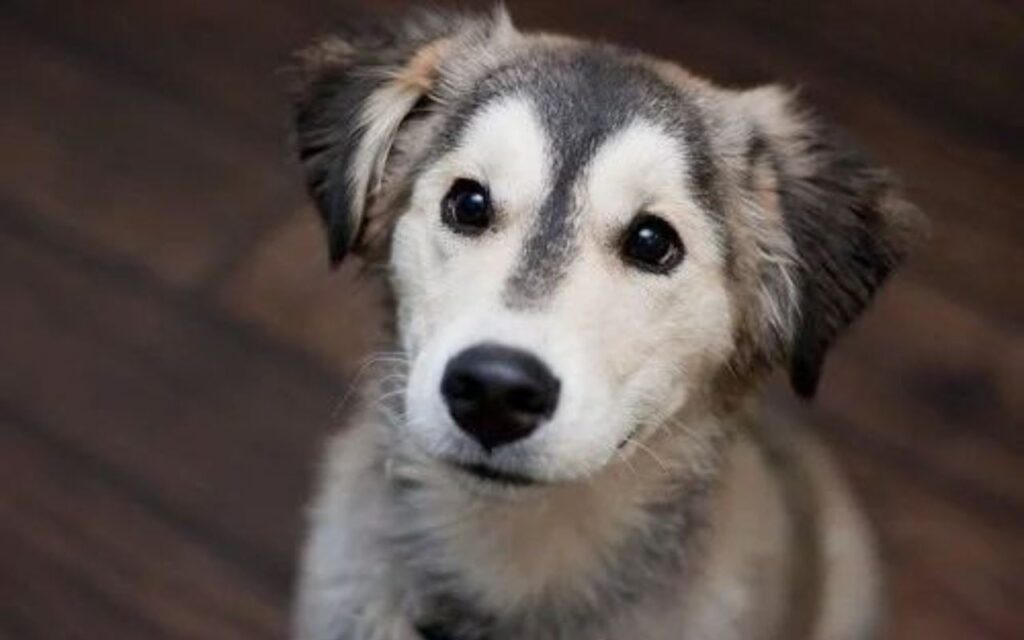 Labrador Husky mix with a curious expression.