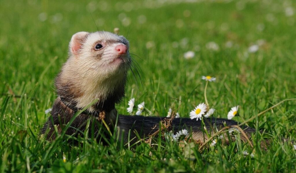 Ferret in a grassy field surrounded by daisies.