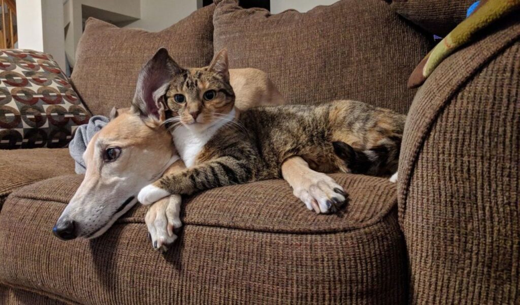 Greyhound and a Calico cat lying on a couch.