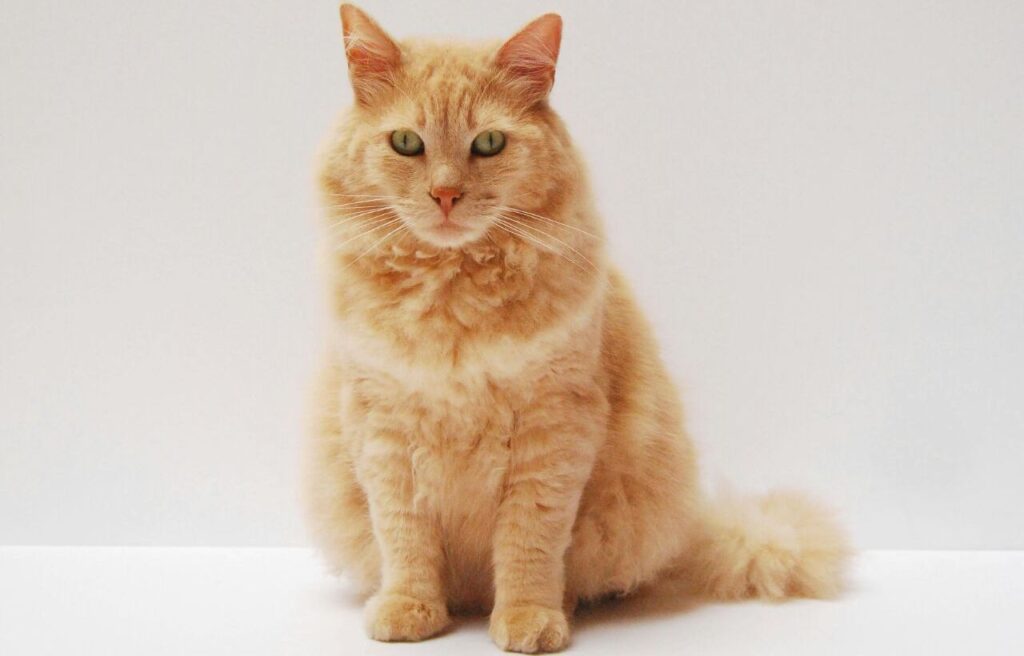 A ginger cat sitting calmly, staring at the camera.