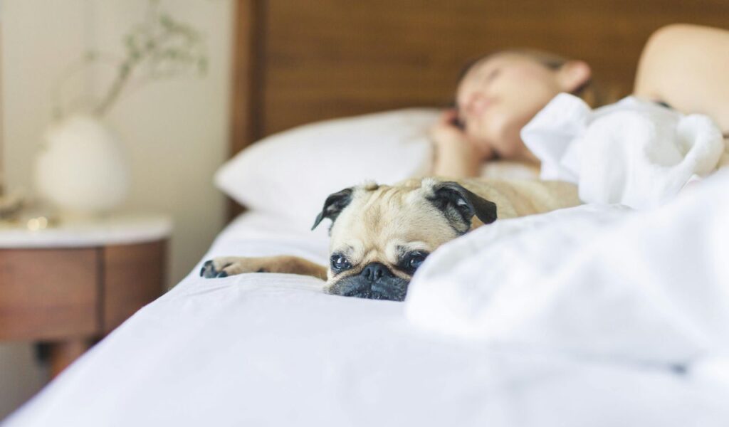 Pug lying on a bed with a person sleeping in the background.