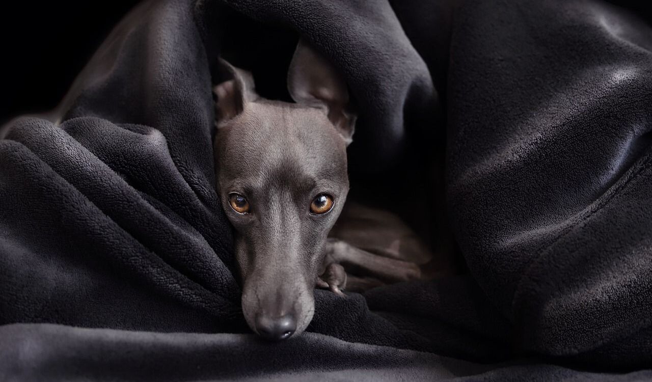 Italian Greyhound breed curled up in a blanket.