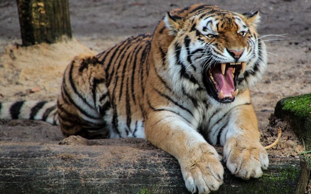 tiger growling while lying on the ground