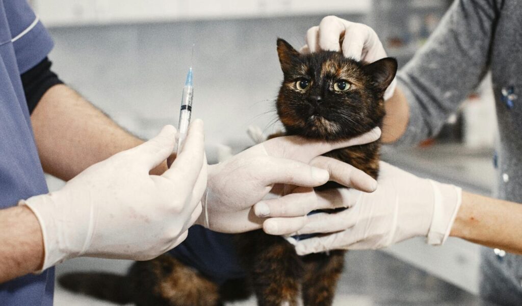 vet preparing to vaccinate a cat