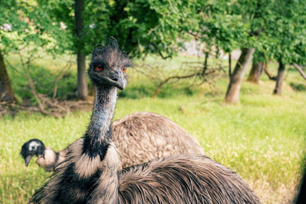 A close-up of an emu