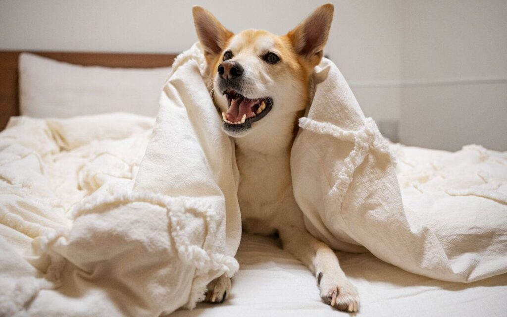 Happy dog wrapped in a white blanket on a bed.