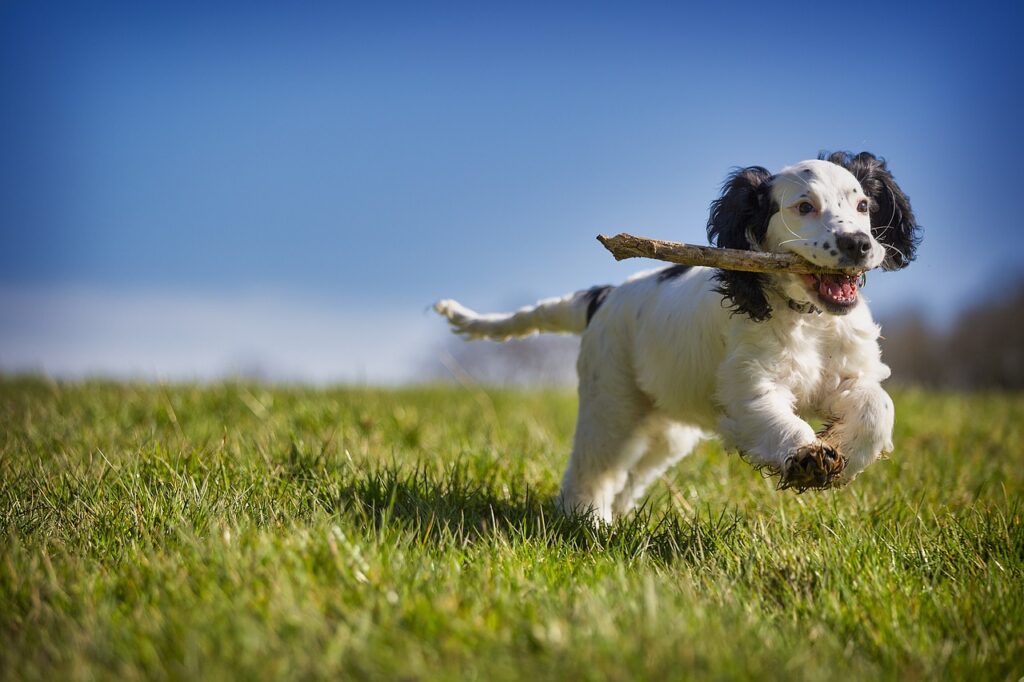 puppy exercising outdoors