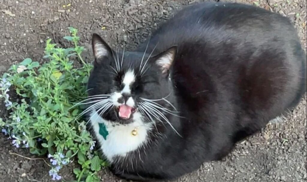 black-and-white cat sitting near flowers