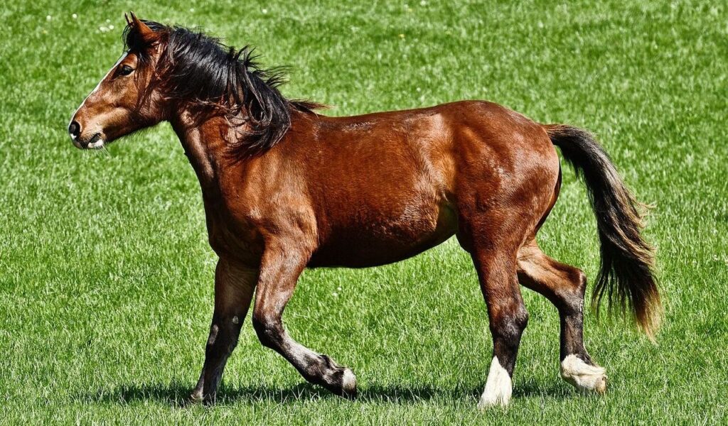brown horse on grass