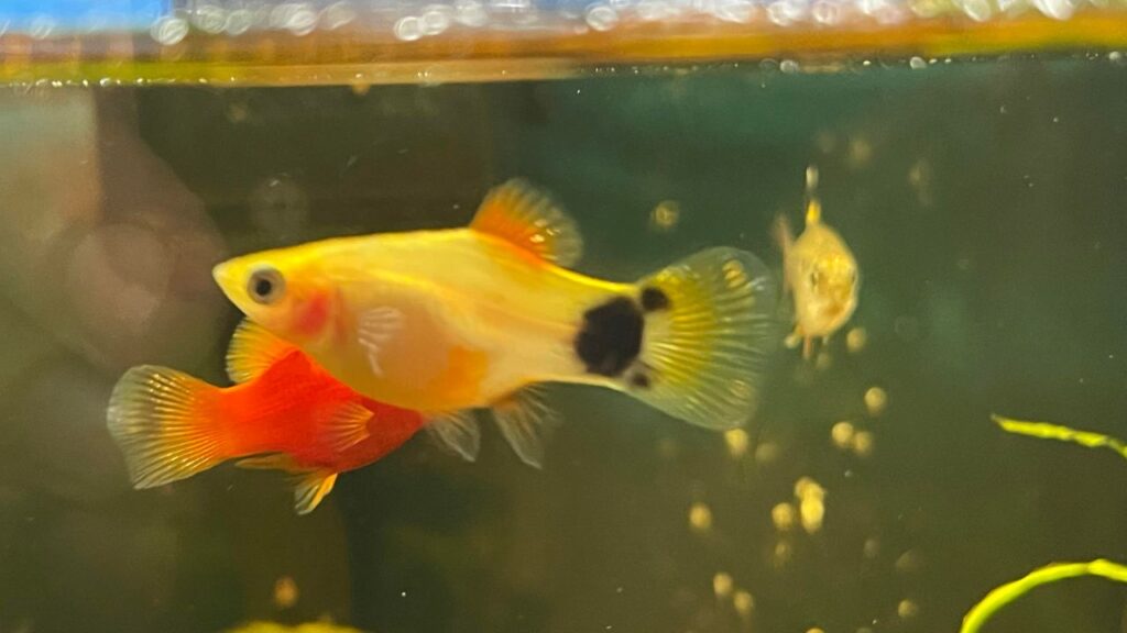 Mickey Mouse Platy