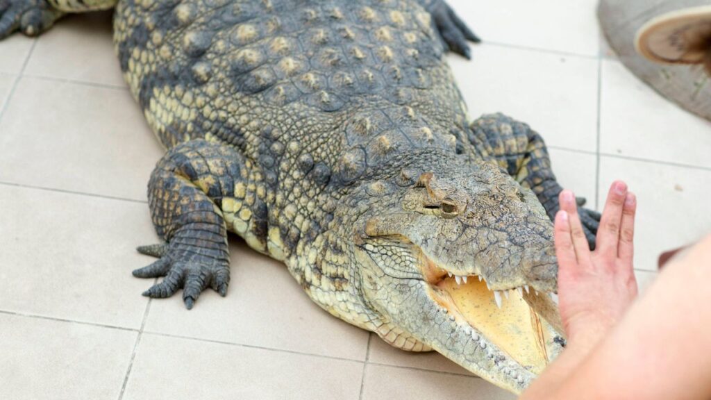 Crocodile
