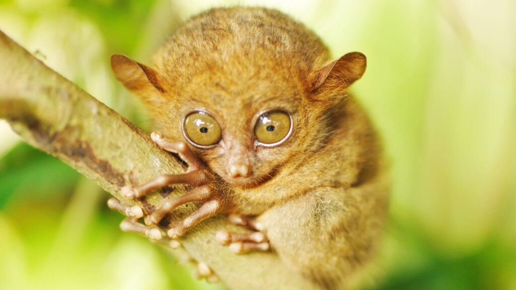 Tarsier