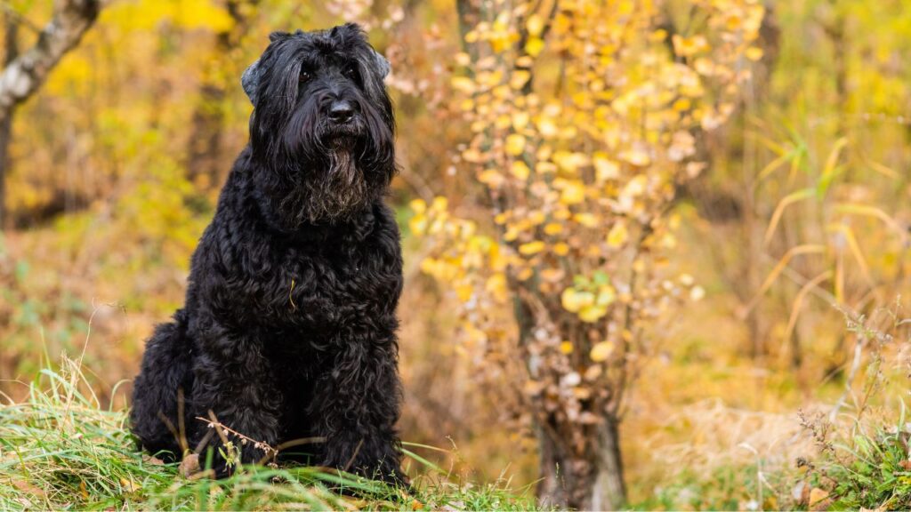 Black Russian Terrier