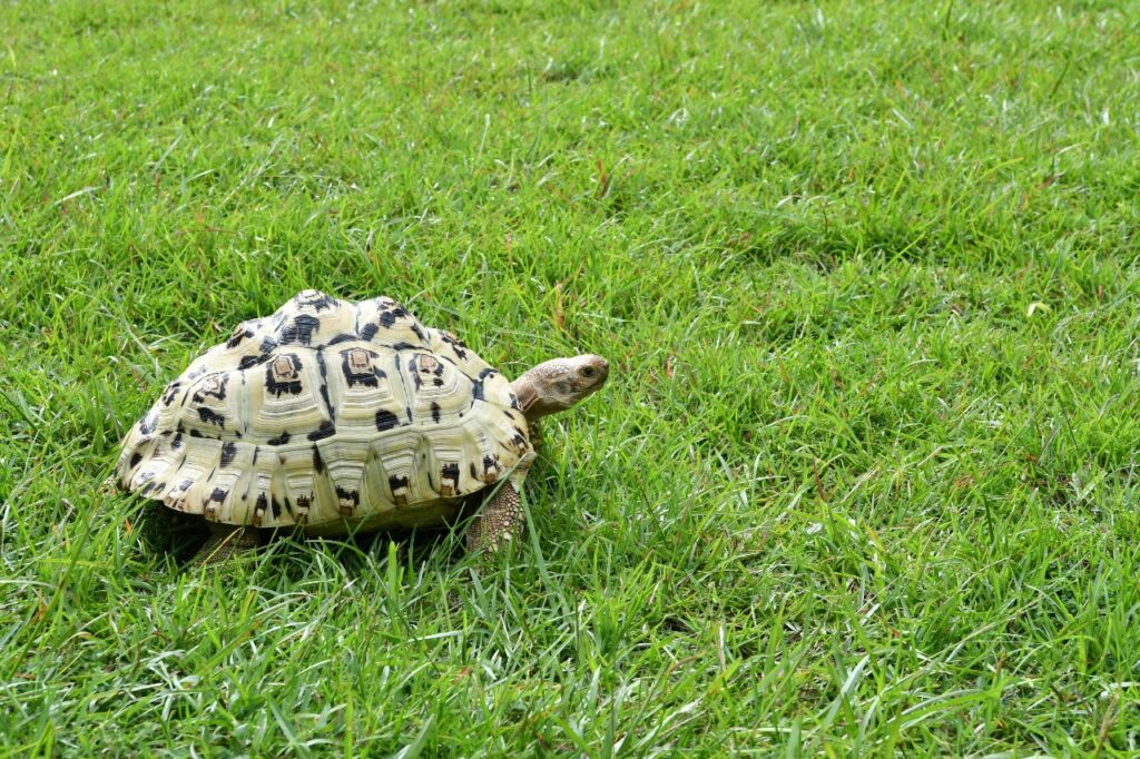 tortoise