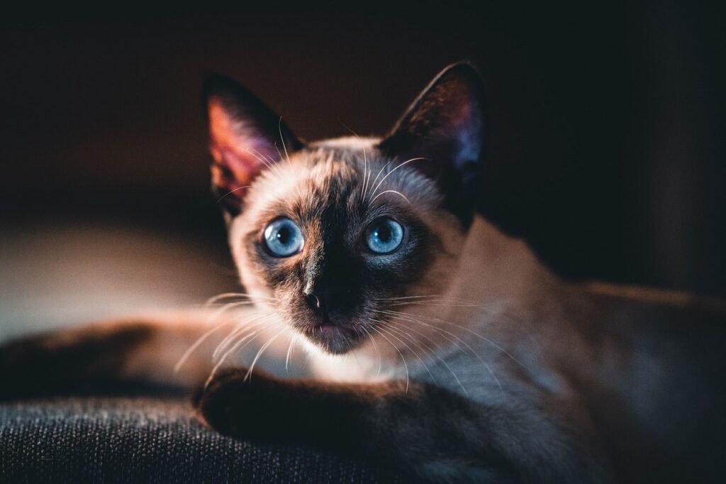 Siamese cat staring at someone
