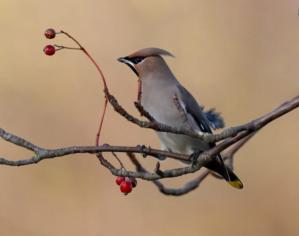 Elegant bird perched on berry branch.
