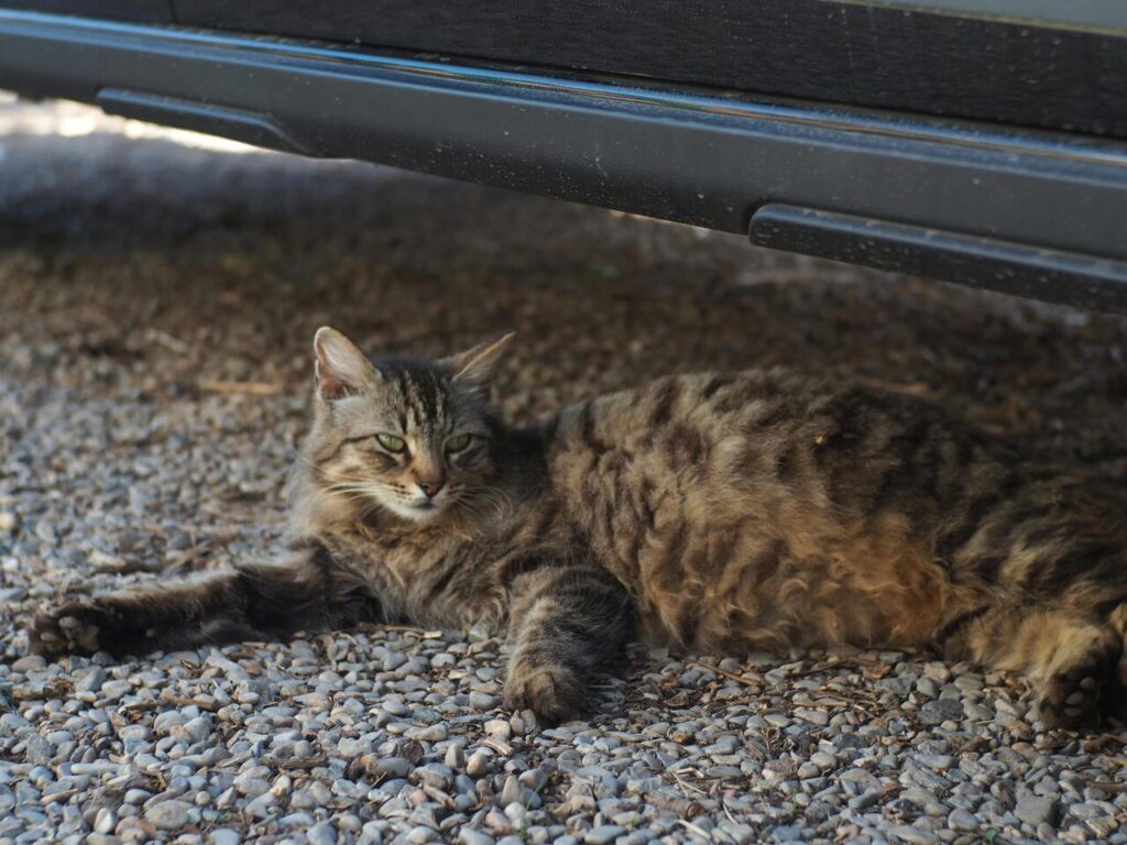 Cat resting under car on gravel.