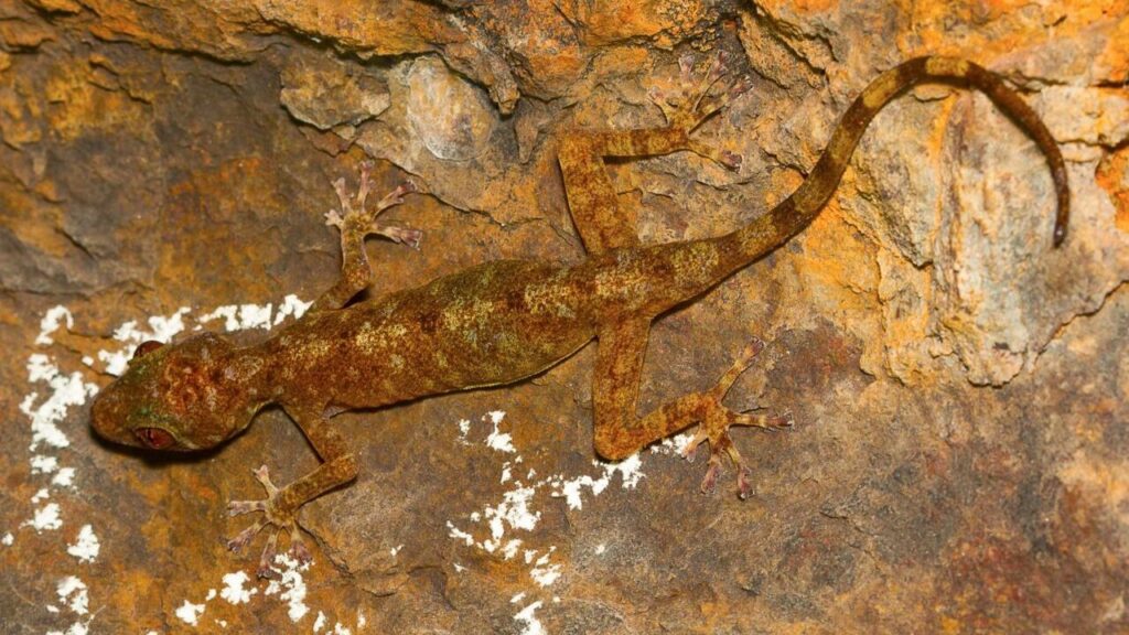 A brown gecko with a mottled pattern that blends with the rocky surface it is clinging to. Its slender body and long, curved tail are highlighted against the textured orange and brown rock background.