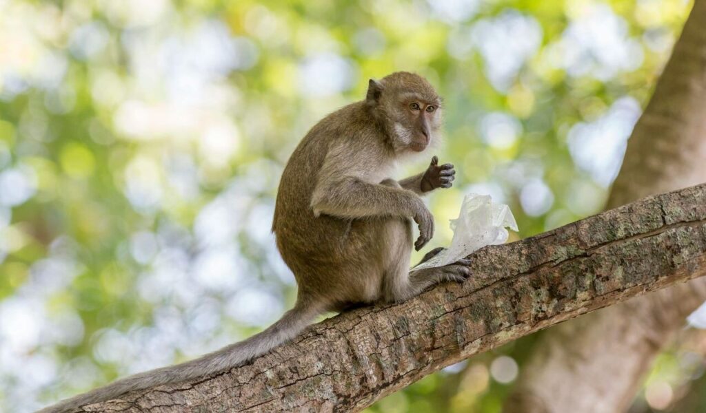 A monkey perched on a tree branch holds a piece of plastic, surrounded by bright, dappled sunlight filtering through lush green leaves.