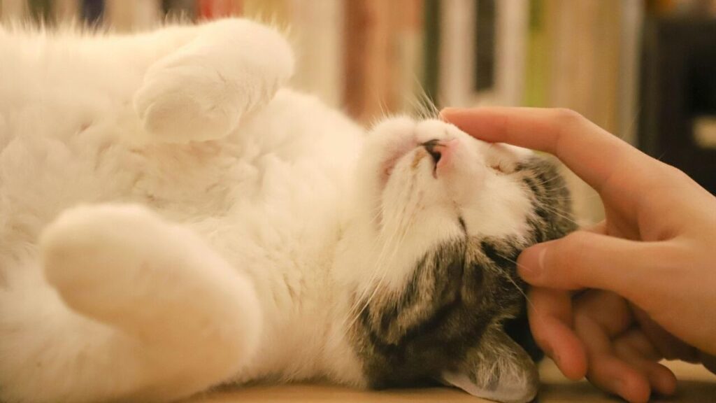 White and grey cat lying on its back while being gently petted by its owner.