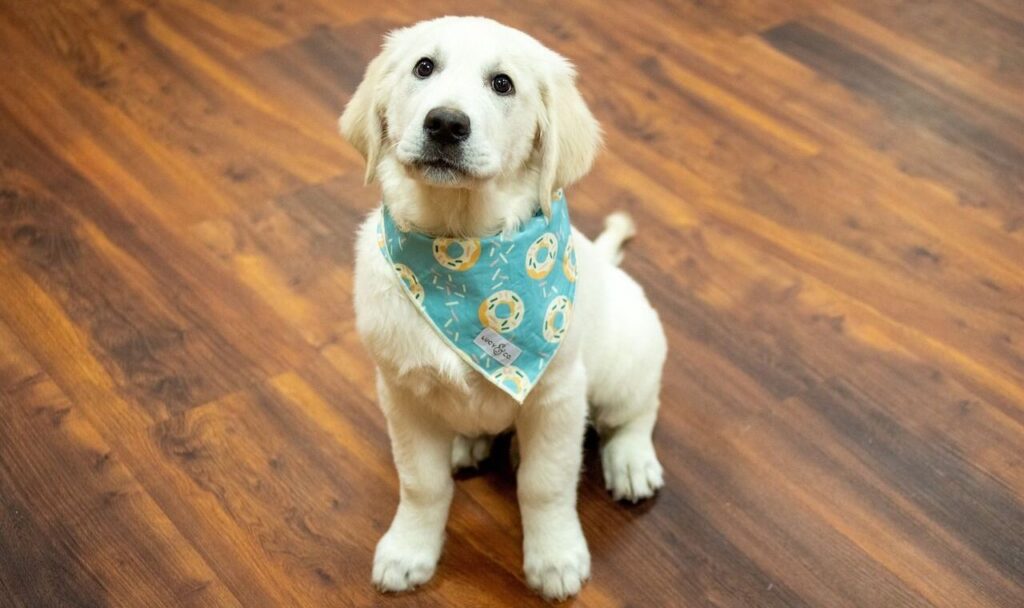 A golden retriever puppy wearing a playful blue bandana with donut patterns sits on a polished wooden floor, gazing up with an innocent expression.